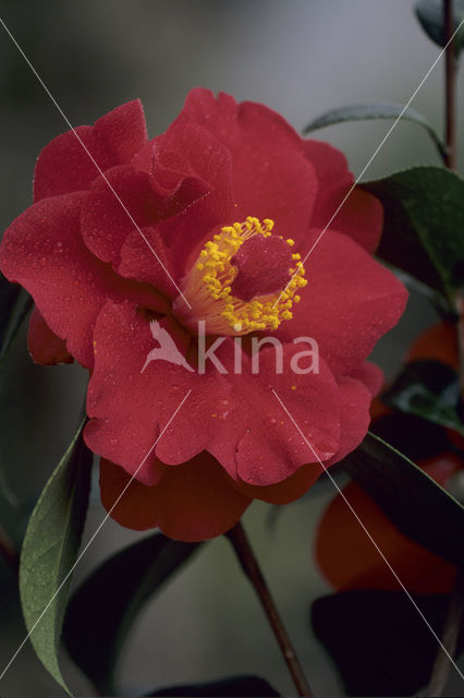 Camellia (Camellia hybride)