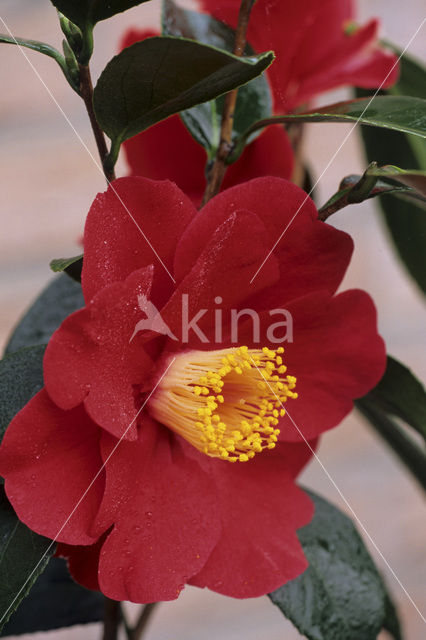 Camellia (Camellia hybride)