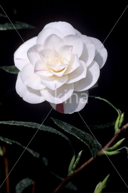 Camellia (Camellia hybride)