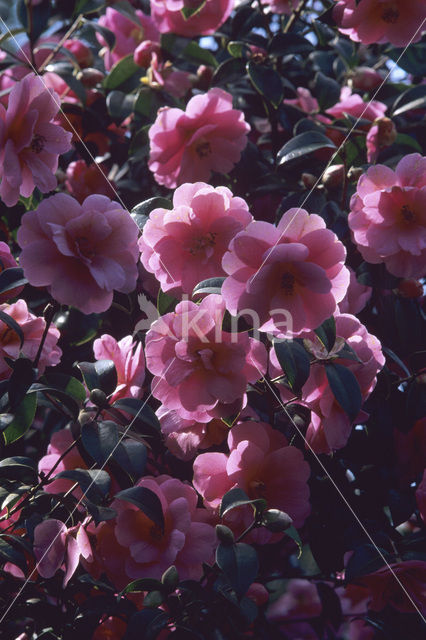 Camellia (Camellia hybride)