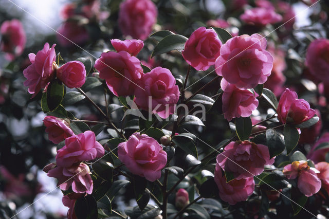 Camellia (Camellia hybride)