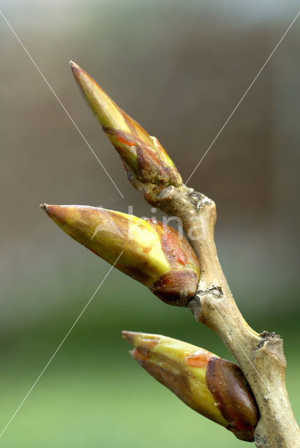 Canadese populier (Populus canadensis)