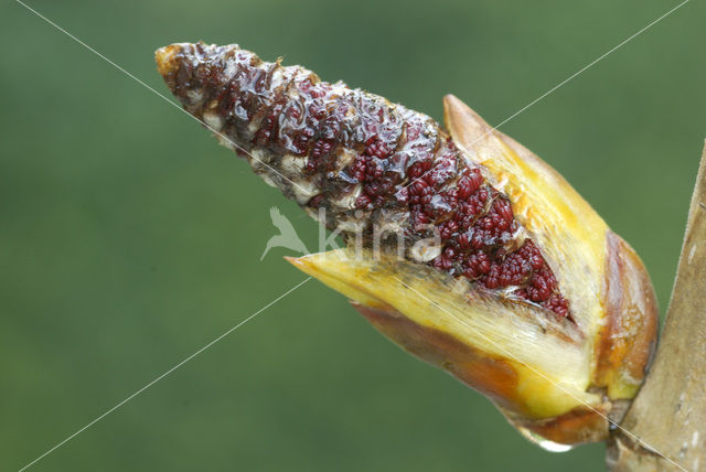 Canadian poplar (Populus canadensis)