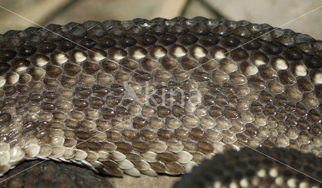 South American neotropical rattlesnake (Crotalus durissus terrificus)