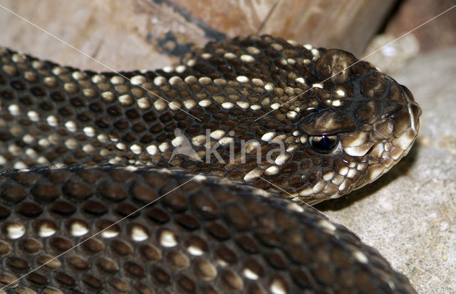 Cascaval (Crotalus durissus terrificus)