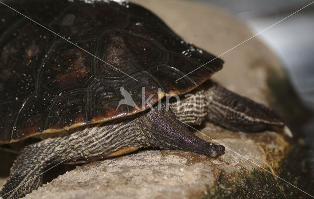 Chinese streepnekschildpad (Ocadia sinensis)