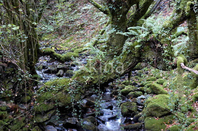 Cordillera Cantábrica