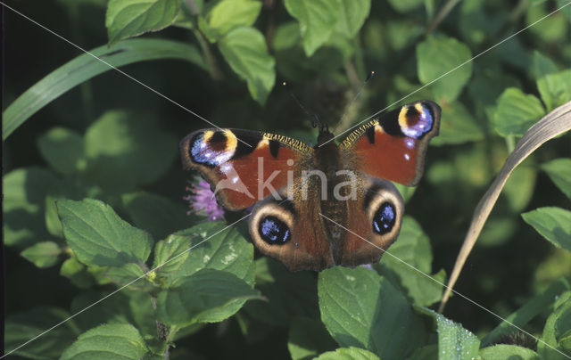 Peacock (Inachis io)