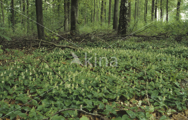 Dalkruid (Maianthemum bifolium)