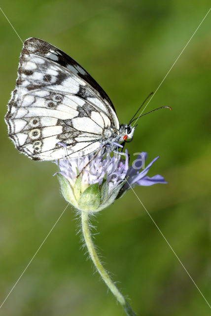 Dambordje (Melanargia galathea)