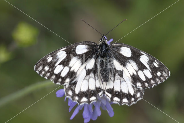 Dambordje (Melanargia galathea)