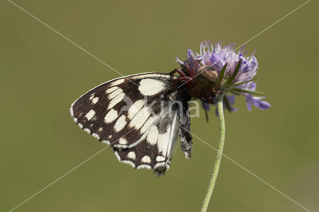 Marbled White (Melanargia galathea)