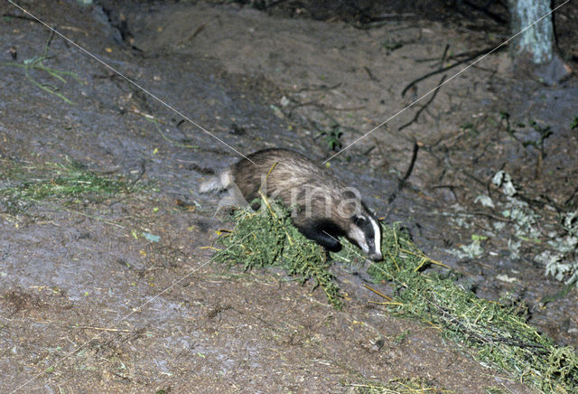 Badger (Meles meles)