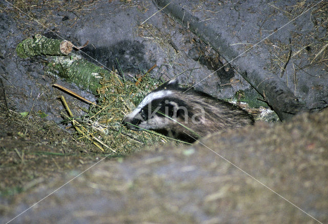 Badger (Meles meles)