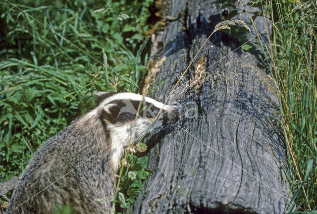 Badger (Meles meles)