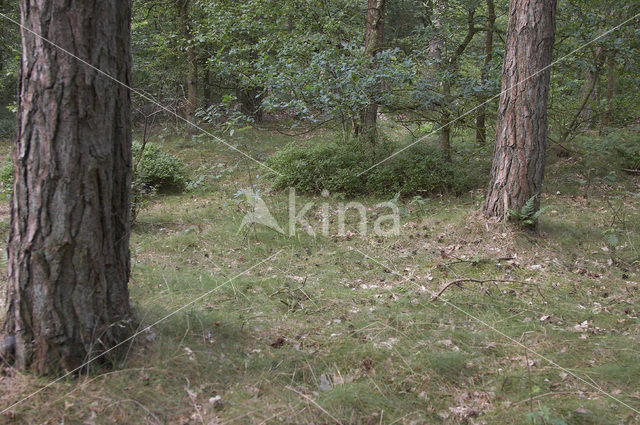 Dennenorchis (Goodyera repens)