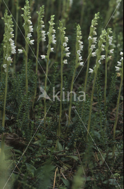 Dennenorchis (Goodyera repens)