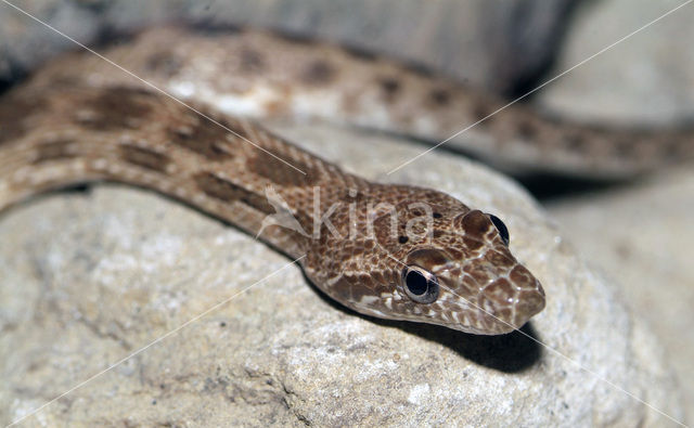 Diadem Snake (Spalerosophis diadema)