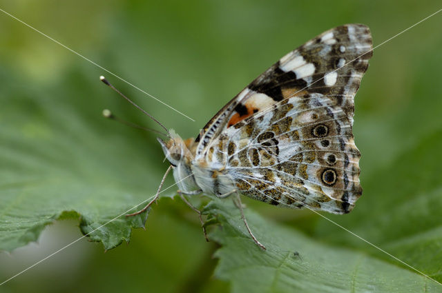 Distelvlinder (Vanessa cardui)