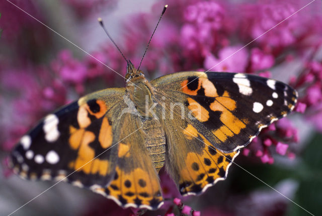 Painted Lady (Vanessa cardui)