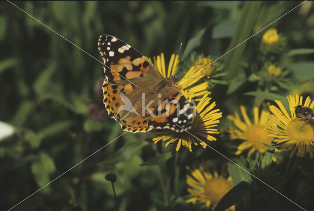 Distelvlinder (Vanessa cardui)