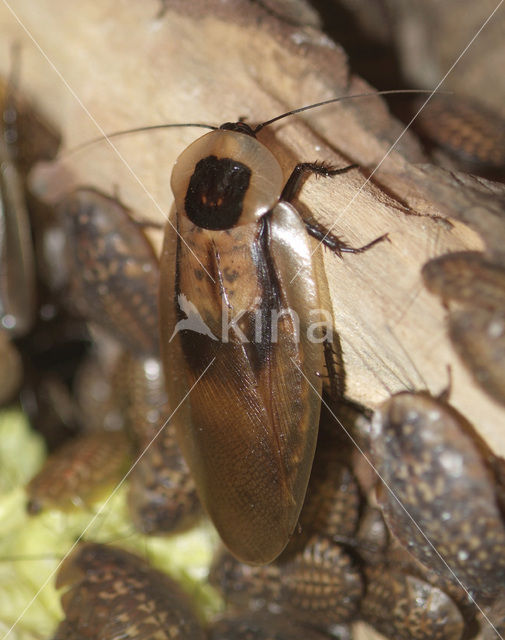 Doodshoofd kakkerlak (Blaberus giganteus)