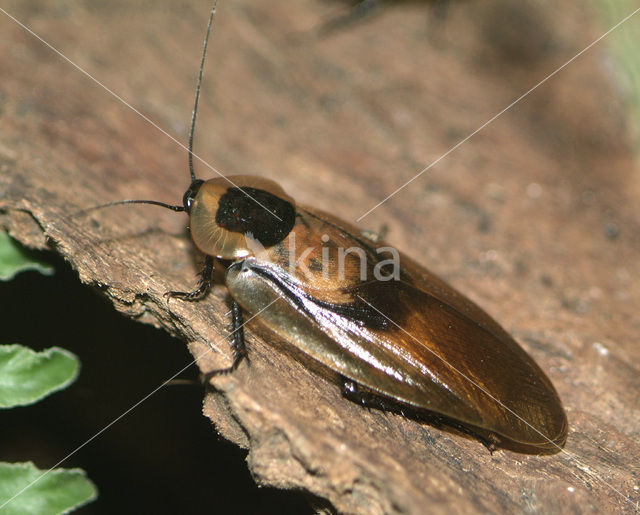 Giant Cockroach (Blaberus giganteus)