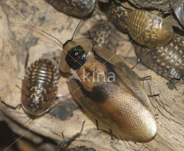 Doodshoofd kakkerlak (Blaberus giganteus)