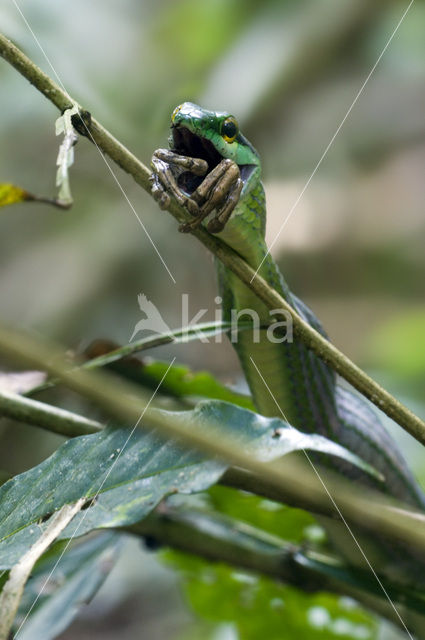 Draadslang (Leptophis depressirostris)