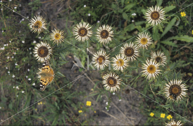 Driedistel (Carlina vulgaris)