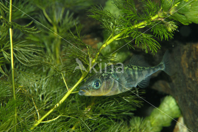 Threespine Stickleback (Gasterosteus aculeatus)