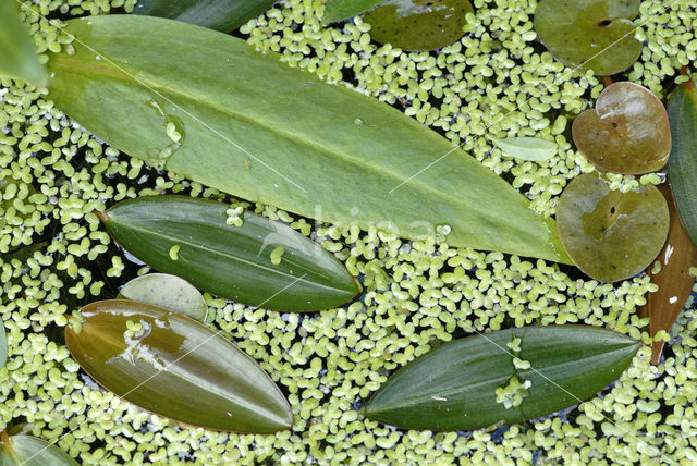 Broad-leaved Pondweed (Potamogeton natans)
