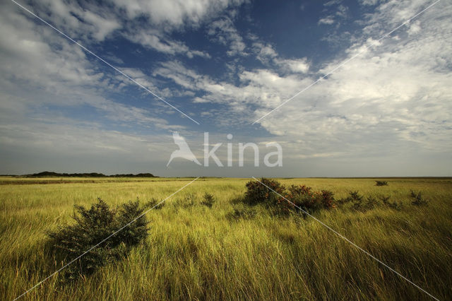 Sea-buckthorn (Hippophae rhamnoides)