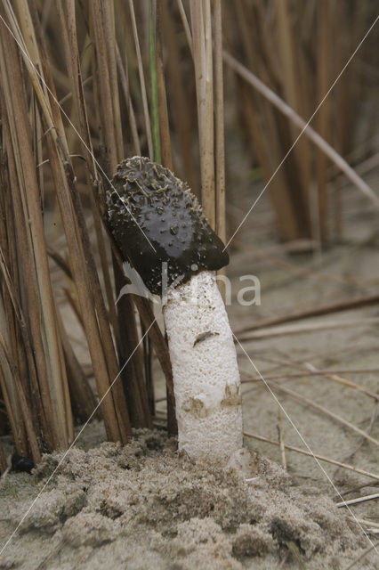 Sand stinkhorn (Phallus hadriani)