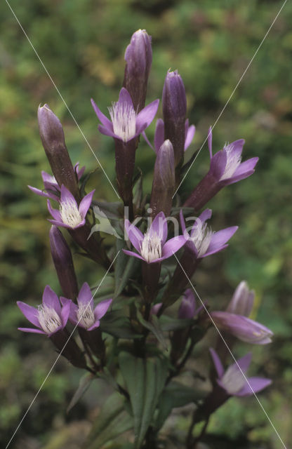 Chiltern Gentian (Gentiana germanica)