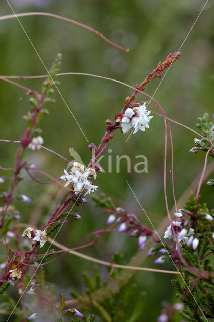 Common Dodder (Cuscuta epithymum)