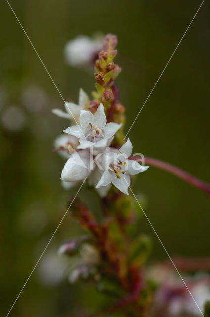 Common Dodder (Cuscuta epithymum)