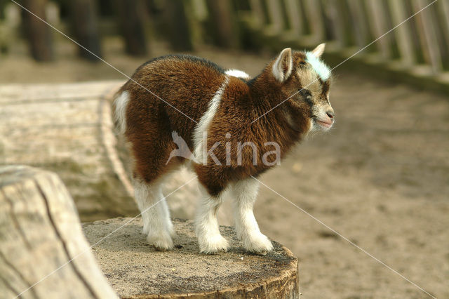 Dwerggeit (Capra domesticus)