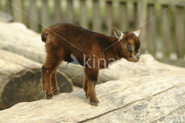 dwarf Goat (Capra domesticus)