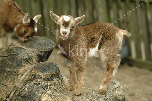 dwarf Goat (Capra domesticus)