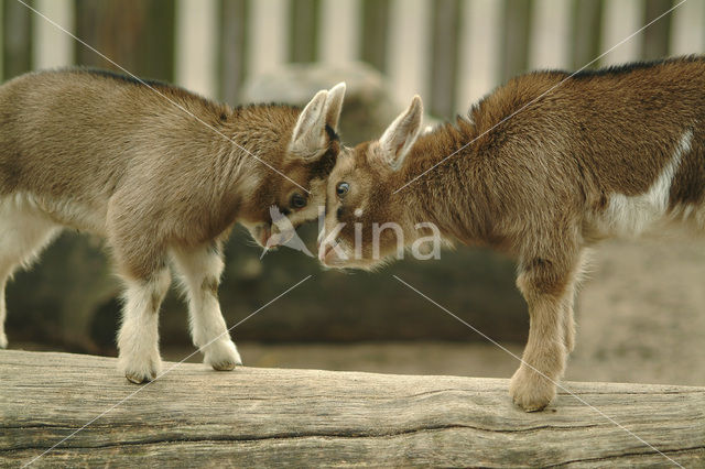 Dwerggeit (Capra domesticus)