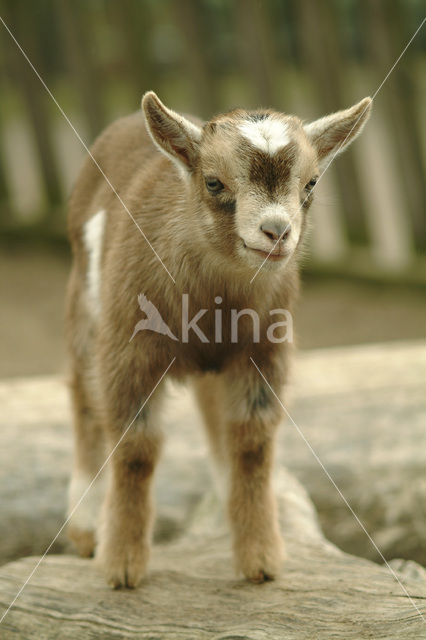 dwarf Goat (Capra domesticus)