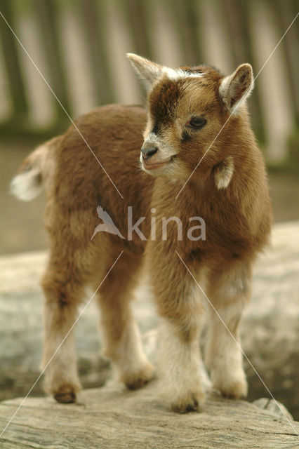 dwarf Goat (Capra domesticus)