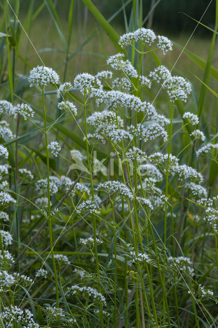 Echte valeriaan (Valeriana officinalis)