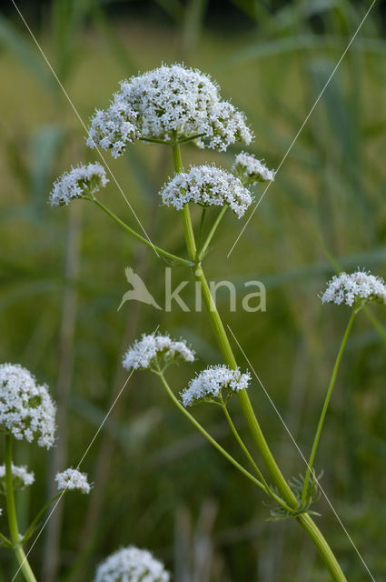 Common Valerian (Valeriana officinalis)