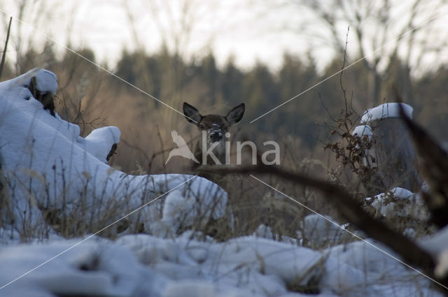 Edelhert (Cervus elaphus)