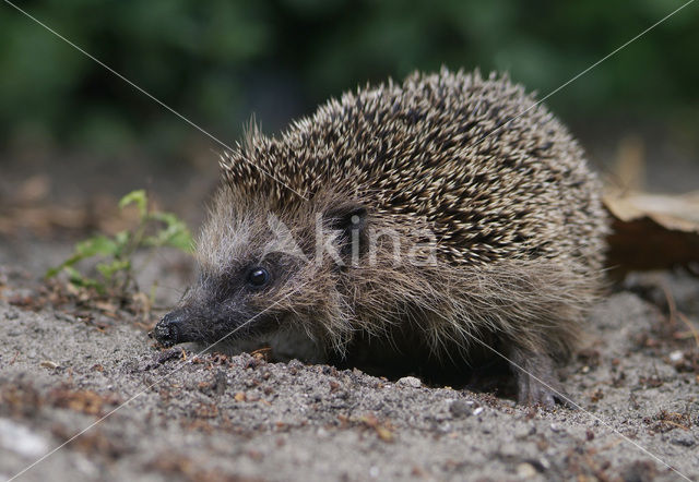 Hedgehog (Erinaceus europaeus)