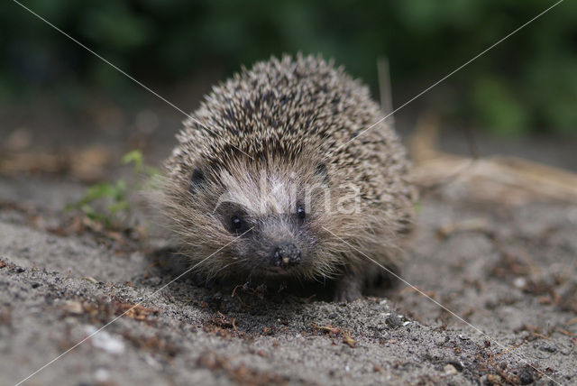 Hedgehog (Erinaceus europaeus)