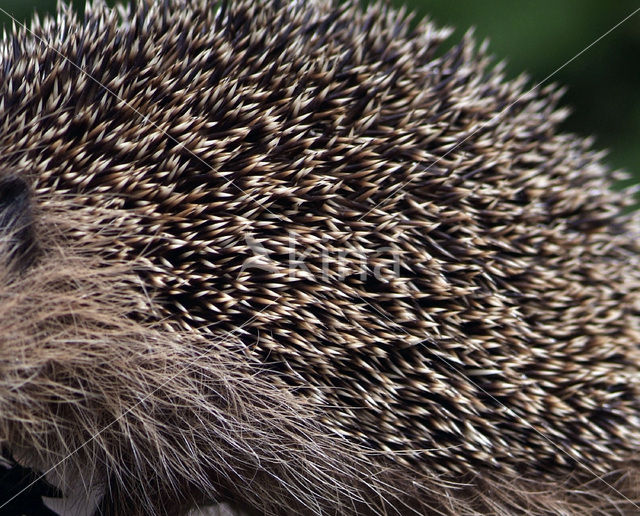 Hedgehog (Erinaceus europaeus)