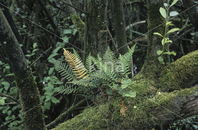 Eikvaren spec. (Polypodium spec.)